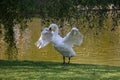 Beautiful white swan splashing its elegant large wings on the calm water Royalty Free Stock Photo