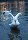 A beautiful white swan spreads its wings on the Vltava River in Prague, Czech Republic