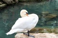 Beautiful white swan standing on the rocky shore of turquoise water lake. Natural background for your design