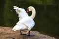 A beautiful white swan is standing on a stone and spread its wings in Sophia Park in Uman Royalty Free Stock Photo
