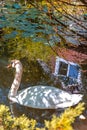 Beautiful white Swan on the surface of the water, in the water reflection of the house and Windows, in the frame of tree branches Royalty Free Stock Photo