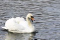 Beautiful white swan swim in the lake