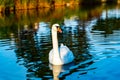 Adult female white swan swimming in a lake