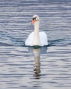 Beautiful white swan swimming in a clear blue lake with its reflection in the water Royalty Free Stock Photo