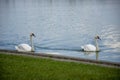 Beautiful white swan swimming in the lake. Royalty Free Stock Photo