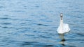 Swan swimming in the lake.