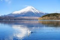 A beautiful white swan swimming in the lake Royalty Free Stock Photo