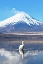 A beautiful white swan swimming in the lake Royalty Free Stock Photo