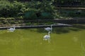 Beautiful white swan swimming on a lake Royalty Free Stock Photo