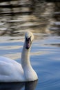 The beautiful white swan swimming on the lake, closeup