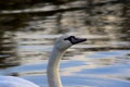 The beautiful white swan swimming on the lake, closeup