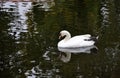Beautiful white swan swimming in a lake Royalty Free Stock Photo