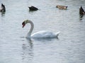 Beautiful White Swan Swimming In The Lake Royalty Free Stock Photo