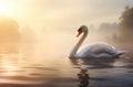 beautiful white swan swimming at lake or pond water in morning mist, serene bird at river in fog at sunset or sunrise Royalty Free Stock Photo
