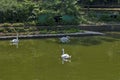 Beautiful white swan swimming on a lake Royalty Free Stock Photo