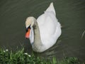 Beautiful white swan swimming in the lake