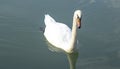 Beautiful white swan swimming in the lake on a summer day Royalty Free Stock Photo