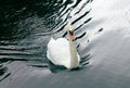 Beautiful white swan swimming in the pond