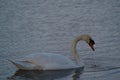 Beautiful white swan swimming and looking for food under water in the lake Royalty Free Stock Photo