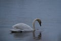 Beautiful white swan swimming and looking for food under water in the lake Royalty Free Stock Photo
