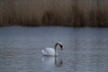 Beautiful white swan swimming and looking for food under water in the lake Royalty Free Stock Photo