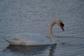 Beautiful white swan swimming and looking for food under water in the lake Royalty Free Stock Photo