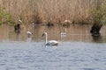 A beautiful White swan swimming and looking for food under water in the lake Royalty Free Stock Photo