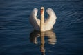 Beautiful white swan swimming peacefully on the water Royalty Free Stock Photo