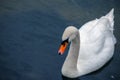 White swan swimming on River Coln in England