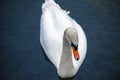 White swan swimming on River Coln in England