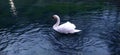 A beautiful white swan swims in the dark river water. A waterfowl swam close. Vrelo Bosne - Bosnian hot spring is a famous tourist Royalty Free Stock Photo