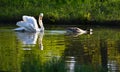 A beautiful white swan swims in a pond next to a gray goose in spring.
