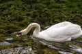 Beautiful white swan trying to find something tasty for him under the water Royalty Free Stock Photo