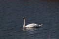 Pretty large bird floating across the water Royalty Free Stock Photo