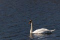 Pretty large bird floating across the water Royalty Free Stock Photo