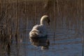 This beautiful white swan was seen in the water here. Ripples all around him and beautiful reflections cast in the pond. Royalty Free Stock Photo