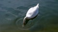 Beautiful white swan on the water close-up Royalty Free Stock Photo
