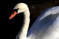 Beautiful white swan with water drops close up Royalty Free Stock Photo