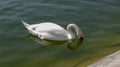 Beautiful white swan on the water Royalty Free Stock Photo