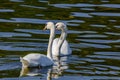 beautiful white swans floating on calm water Royalty Free Stock Photo