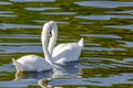 beautiful white swans floating on calm water Royalty Free Stock Photo