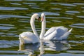 beautiful white swans floating on calm water Royalty Free Stock Photo