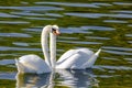 beautiful white swans floating on calm water Royalty Free Stock Photo