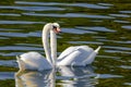 beautiful white swans floating on calm water Royalty Free Stock Photo