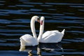 beautiful white swans floating on calm water Royalty Free Stock Photo