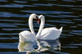 beautiful white swans floating on calm water Royalty Free Stock Photo