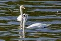 beautiful white swans floating on calm water Royalty Free Stock Photo