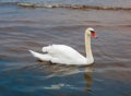 Beautiful white swans floating on the water Royalty Free Stock Photo
