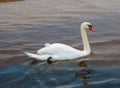 Beautiful white swans floating on the water Royalty Free Stock Photo