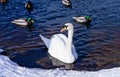 Beautiful white swans floating on the water Royalty Free Stock Photo